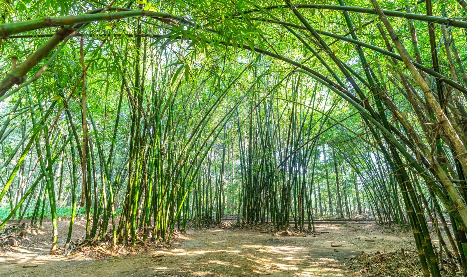 Rừng tre Việt Nam